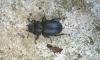Lucanus cervus